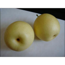 Grade a Fresh Crown Pear Hot Sale in China